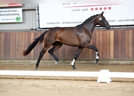 KWPN, Mare, 3 years, 16.3 hh, Bay-Dark