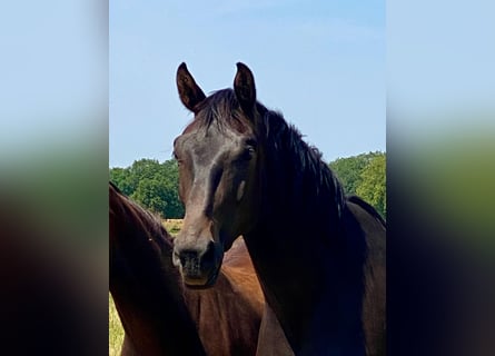 KWPN, Mare, 3 years, 16,3 hh, Bay-Dark