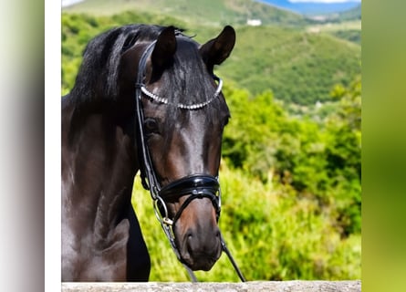 KWPN, Stute, 3 Jahre, 16,3 hh, Dunkelbrauner