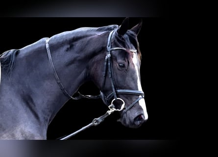 KWPN, Mare, 3 years, 16.3 hh, Black