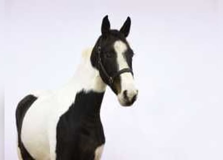 KWPN, Mare, 3 years, 16,3 hh, Pinto