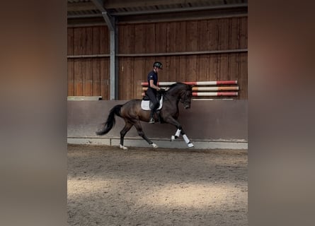KWPN, Mare, 3 years, 16 hh, Bay-Dark