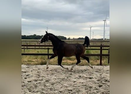 KWPN, Mare, 3 years, 16 hh, Bay-Dark