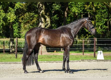 KWPN, Mare, 3 years, 16 hh, Bay-Dark