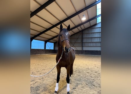 KWPN, Mare, 3 years, 16 hh, Bay-Dark
