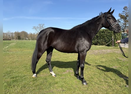 KWPN, Mare, 3 years, 16 hh, Bay-Dark