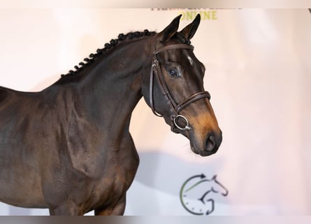 KWPN, Mare, 3 years, 16 hh, Bay-Dark
