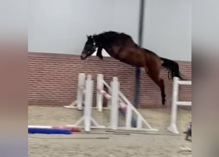 KWPN, Mare, 3 years, 16 hh, Bay