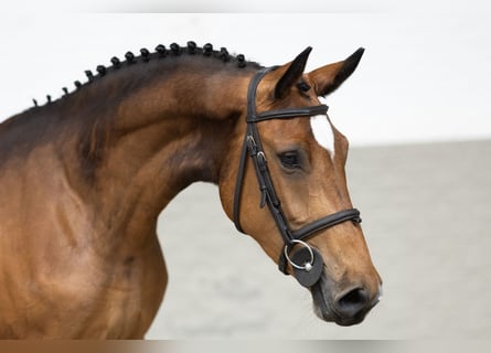 KWPN, Mare, 3 years, 16 hh, Bay