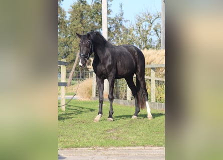 KWPN, Mare, 3 years, 16 hh, Black