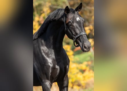 KWPN, Mare, 3 years, 16 hh, Black