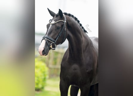 KWPN, Mare, 3 years, 16 hh, Black