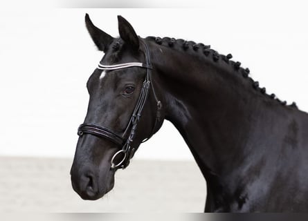 KWPN, Mare, 3 years, 16 hh, Black