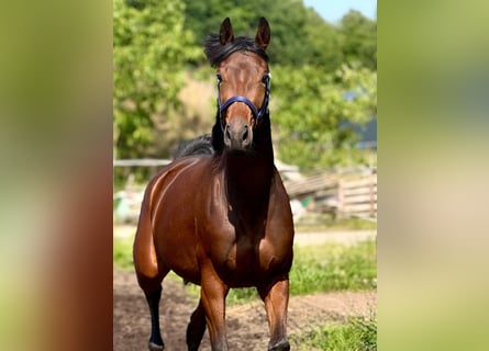 KWPN, Mare, 3 years, 16 hh, Brown