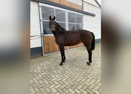 KWPN, Mare, 3 years, 16 hh, Brown