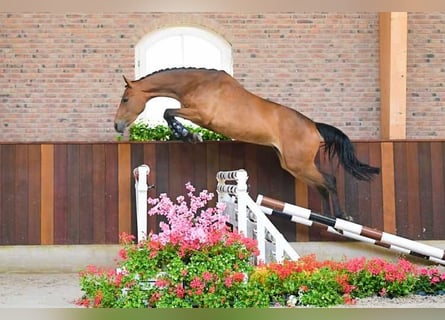 KWPN, Mare, 3 years, 16 hh, Brown