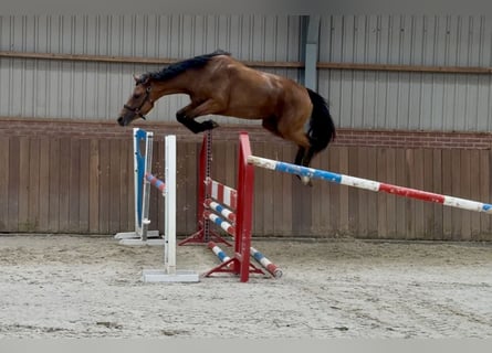 KWPN, Mare, 3 years, 16 hh, Brown