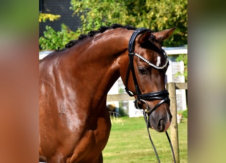 KWPN, Mare, 3 years, 16 hh, Chestnut