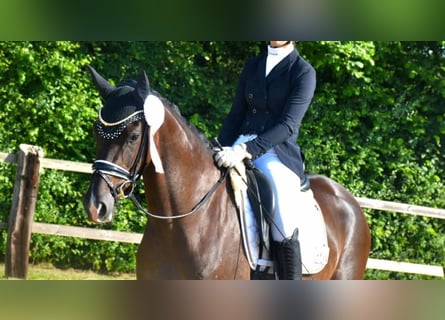 KWPN, Mare, 3 years, 16 hh, Chestnut