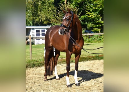 KWPN, Mare, 3 years, 16 hh, Chestnut