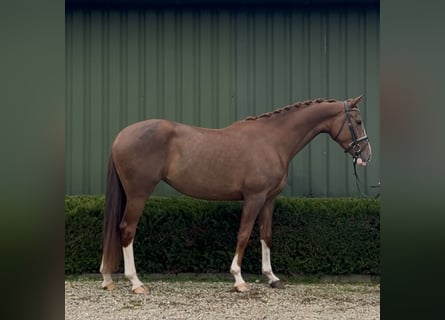 KWPN, Mare, 3 years, 16 hh, Chestnut-Red