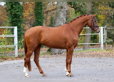 KWPN, Mare, 3 years, 16 hh, Chestnut-Red