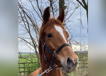 KWPN, Mare, 3 years, 16 hh, Chestnut-Red