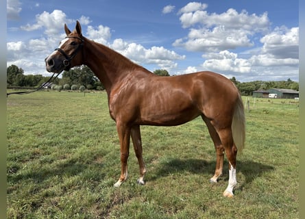 KWPN, Mare, 3 years, 16 hh, Chestnut-Red