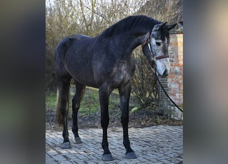 KWPN, Mare, 3 years, 16 hh, Grey-Dark-Tan