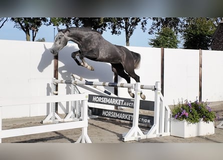 KWPN, Mare, 3 years, 16 hh, Grey