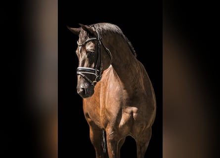 KWPN, Mare, 3 years, 16 hh, Smoky-Black