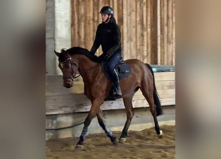 KWPN, Mare, 3 years, 16,1 hh, Bay-Dark