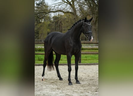 KWPN, Mare, 3 years, 16,1 hh, Black