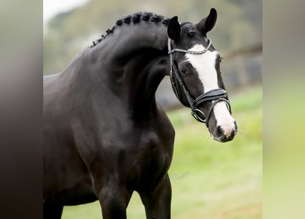 KWPN, Mare, 3 years, 16,1 hh, Black