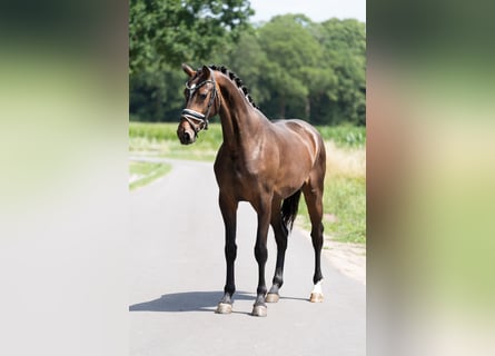 KWPN, Mare, 3 years, 16,1 hh, Brown