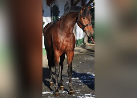 KWPN, Mare, 3 years, 16,1 hh, Brown