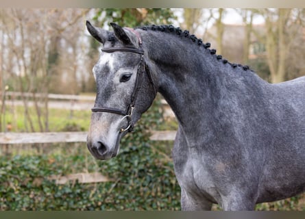 KWPN, Mare, 3 years, 16,1 hh