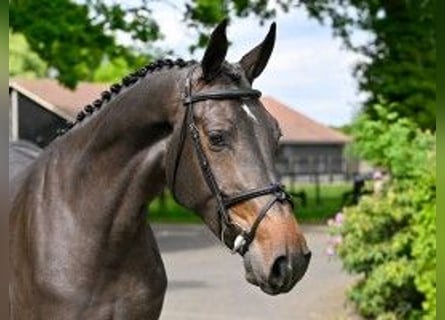 KWPN, Mare, 3 years, 16,1 hh