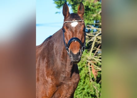 KWPN, Mare, 3 years, 16,2 hh, Brown