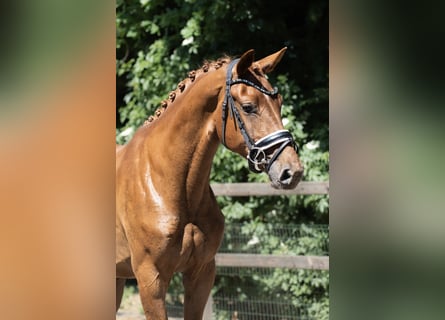 KWPN, Mare, 3 years, 16,2 hh, Chestnut-Red