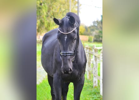 KWPN, Mare, 3 years, 16,3 hh, Black