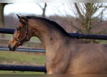 KWPN, Mare, 3 years, 16,3 hh, Brown