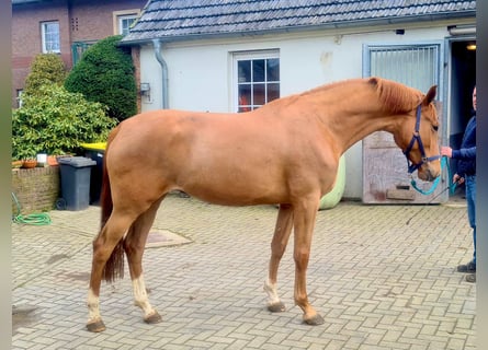 KWPN, Mare, 3 years, 16,3 hh, Brown-Light