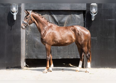KWPN, Mare, 3 years, 16,3 hh, Chestnut