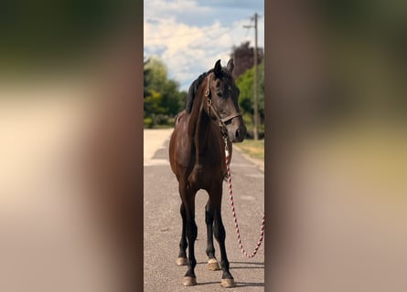 KWPN, Mare, 3 years, 17 hh, Bay-Dark
