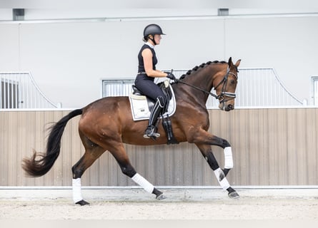 KWPN, Mare, 3 years, 17 hh, Brown