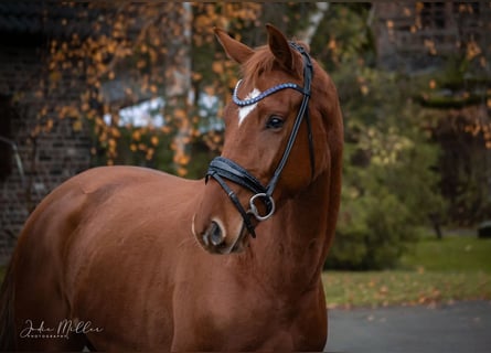 KWPN, Mare, 3 years, 17 hh, Chestnut-Red
