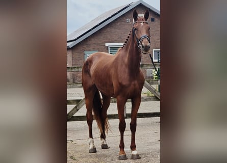 KWPN, Mare, 3 years, 17 hh, Chestnut-Red