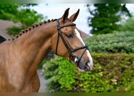 KWPN, Mare, 3 years