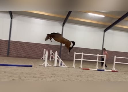 KWPN, Mare, 3 years